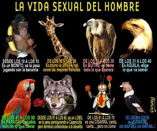 Vida sexual del hombre