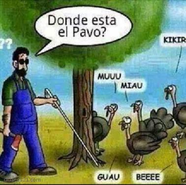 Buscando al pavo