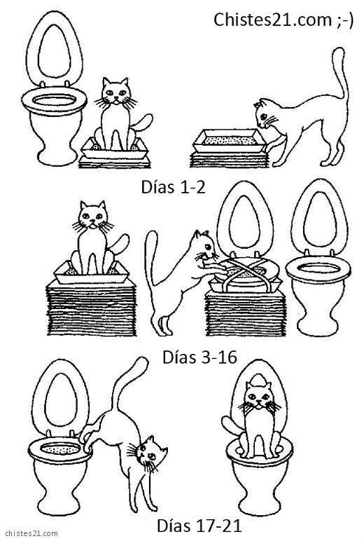 Gatos y WC