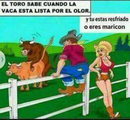 Como el toro