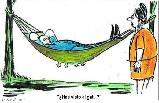 Gato perdido