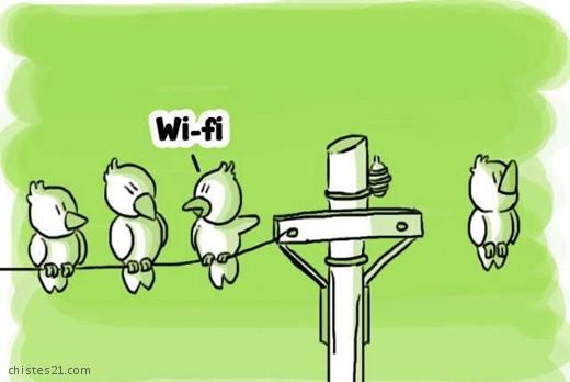 Pájaro wifi